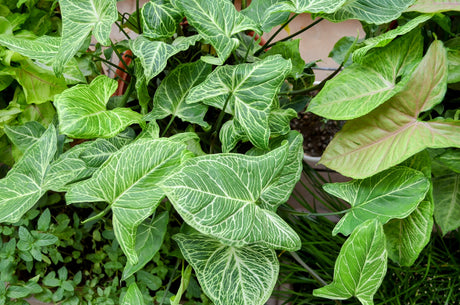 Syngonium Care Guide: Tips for Thriving Growth Indoors