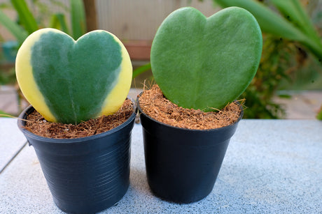 How to Make Your Home a Hoya Haven: Ideal Conditions for Growth