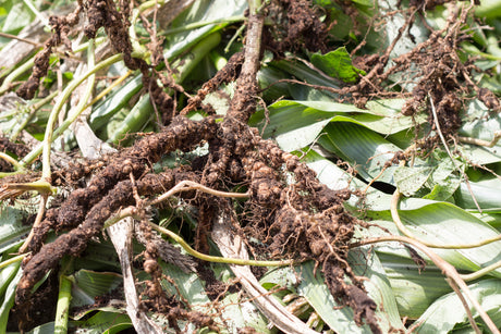 Dealing with Root Rot in Monstera: Prevention and Treatment Tips