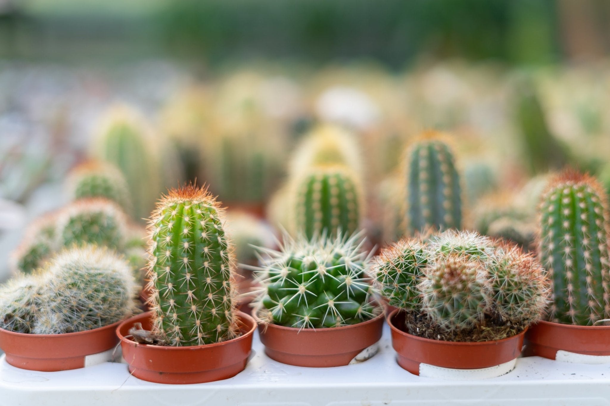 Cacti – PlantsandTrees.com