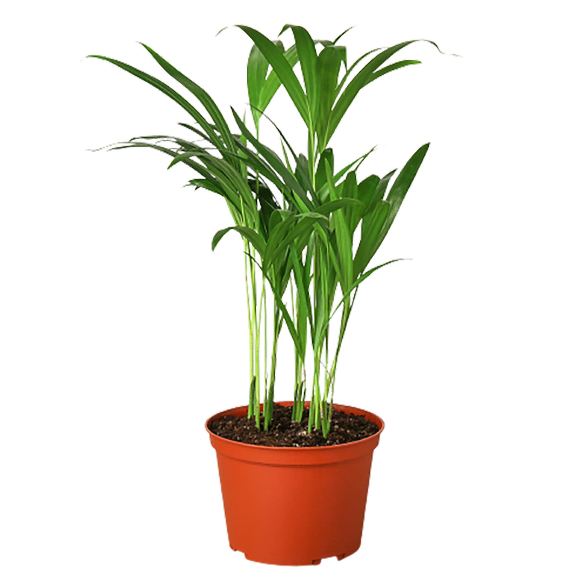 Areca Palm  PlantsandTrees.com