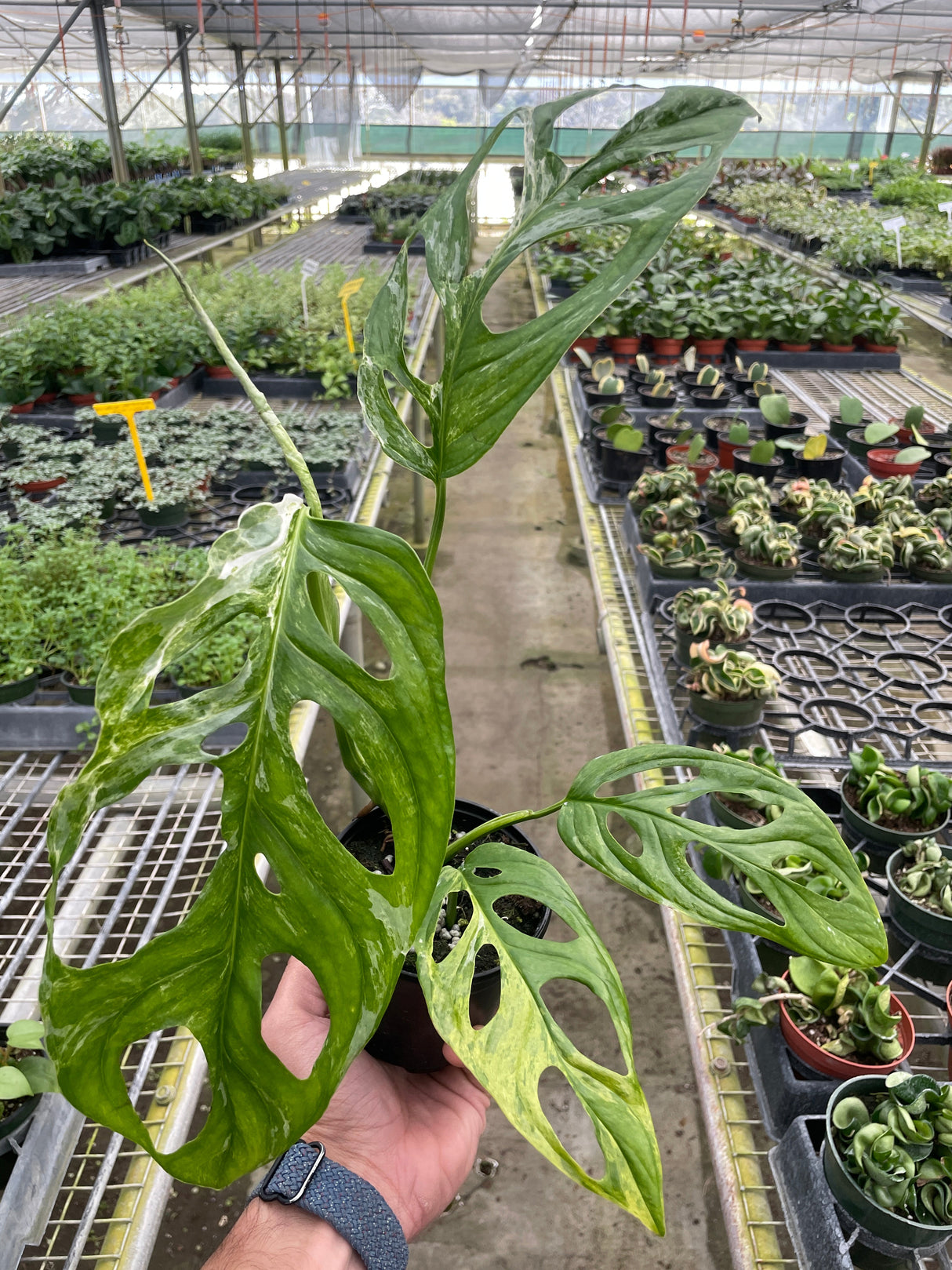 Monstera Adansonii 'Swiss Cheese Variegated'