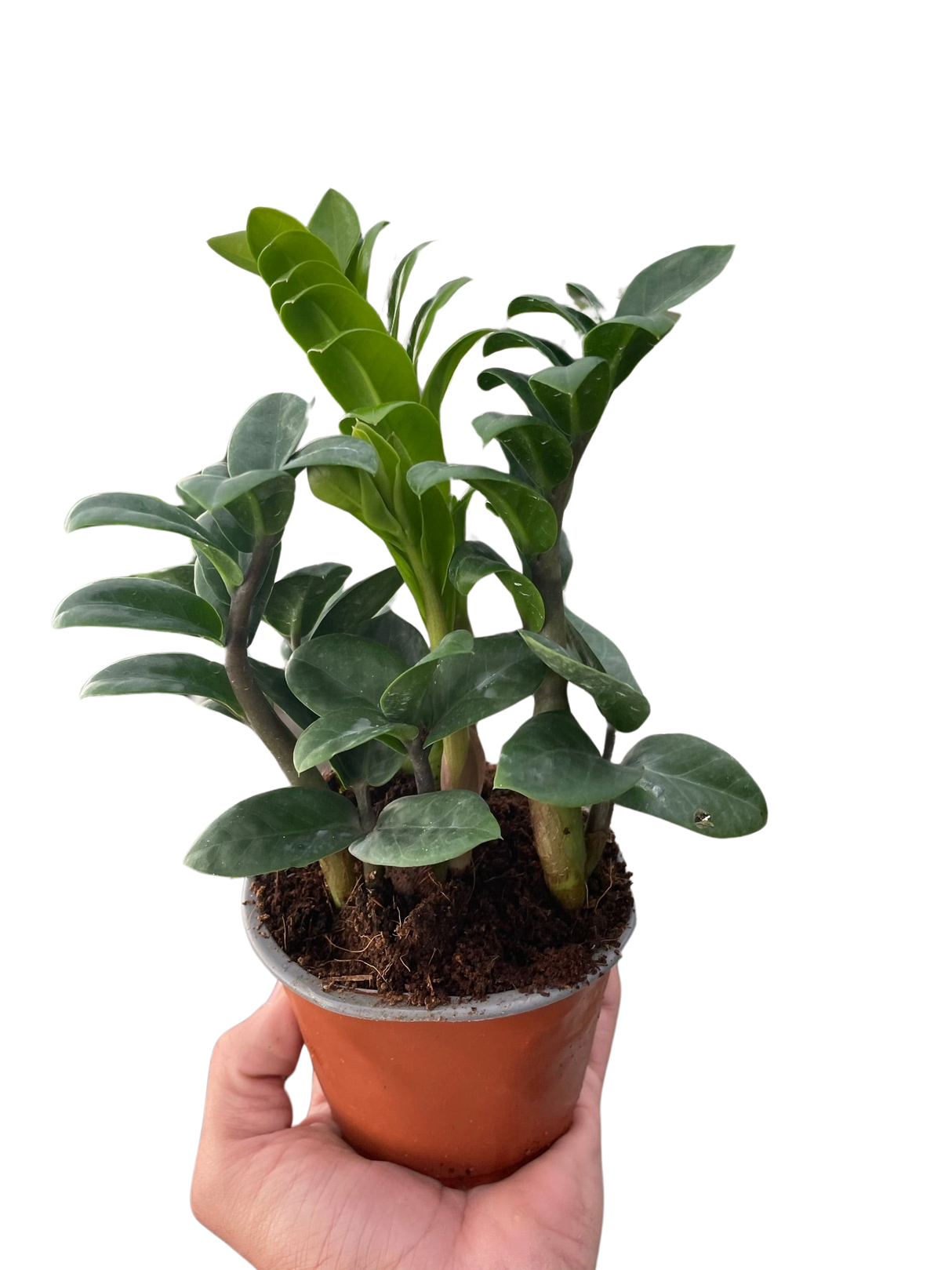 Zamioculcas zamiifolia 'Zenzi'