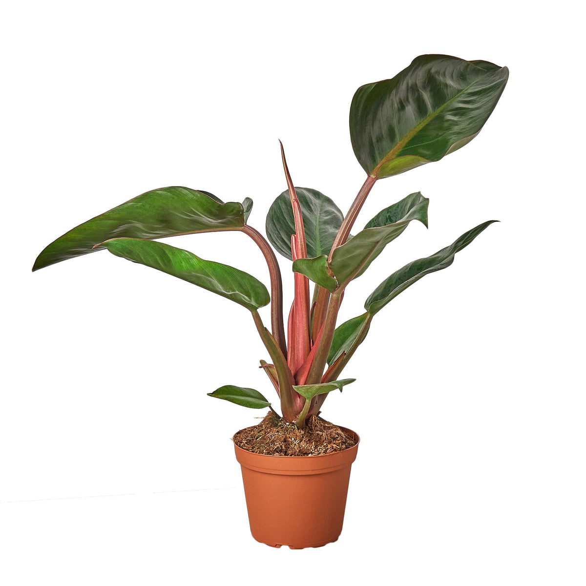 red rojo congo philodendron Philodendron 'Congo Rojo' 6" Pot