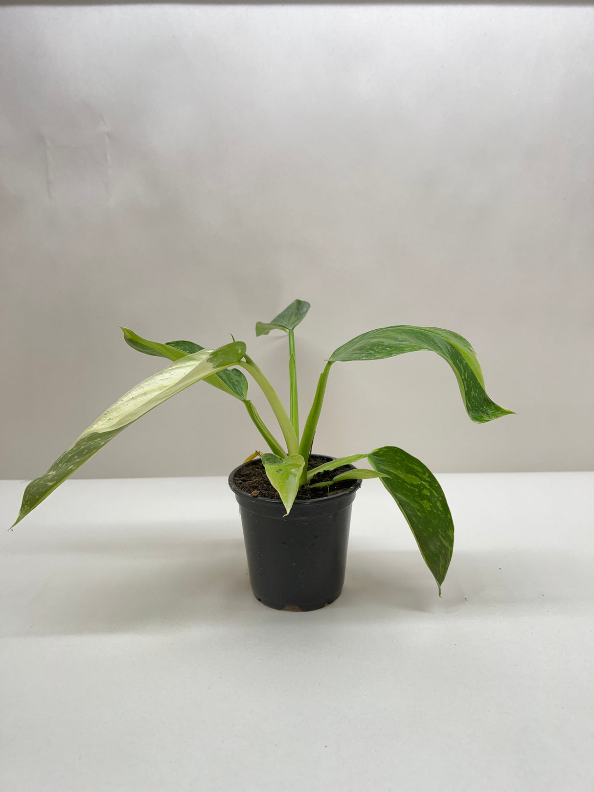 Philodendron Jose Bueno