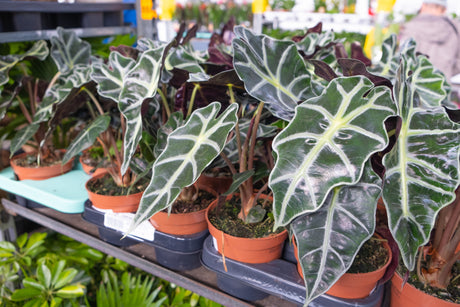 Alocasia Care