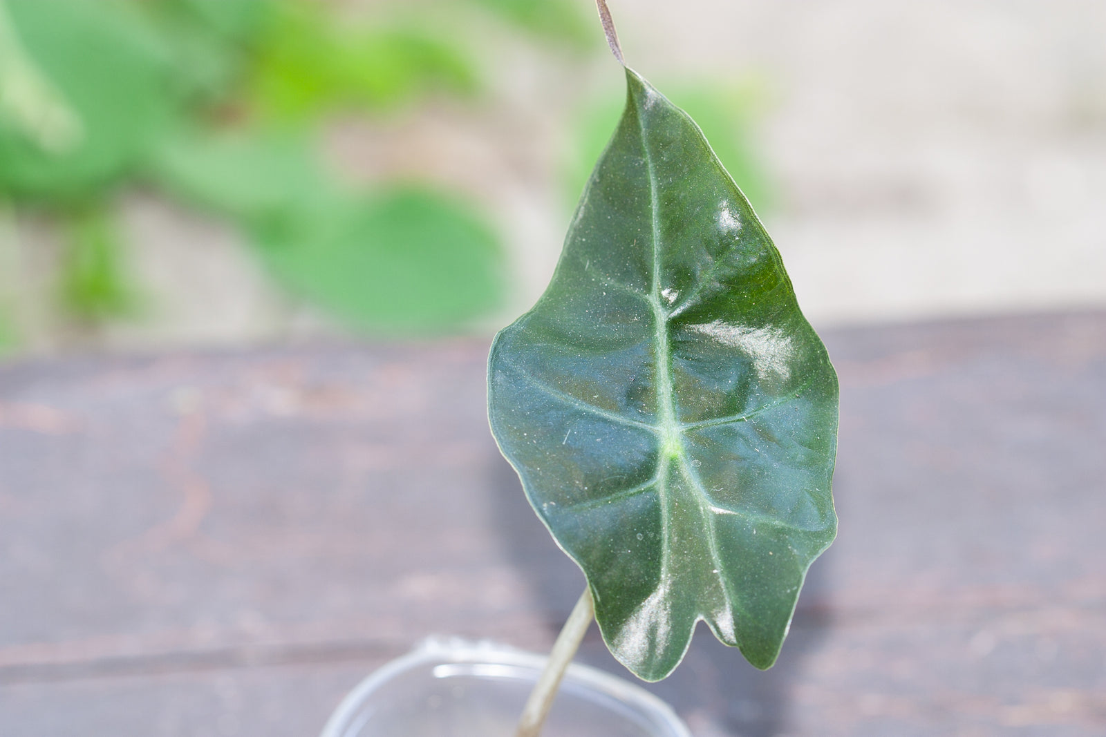 Alocasia Propagation: How to Multiply Your Collection