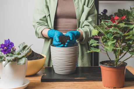 How to Fertilize Your Houseplants for Healthy Growth - Shinrin