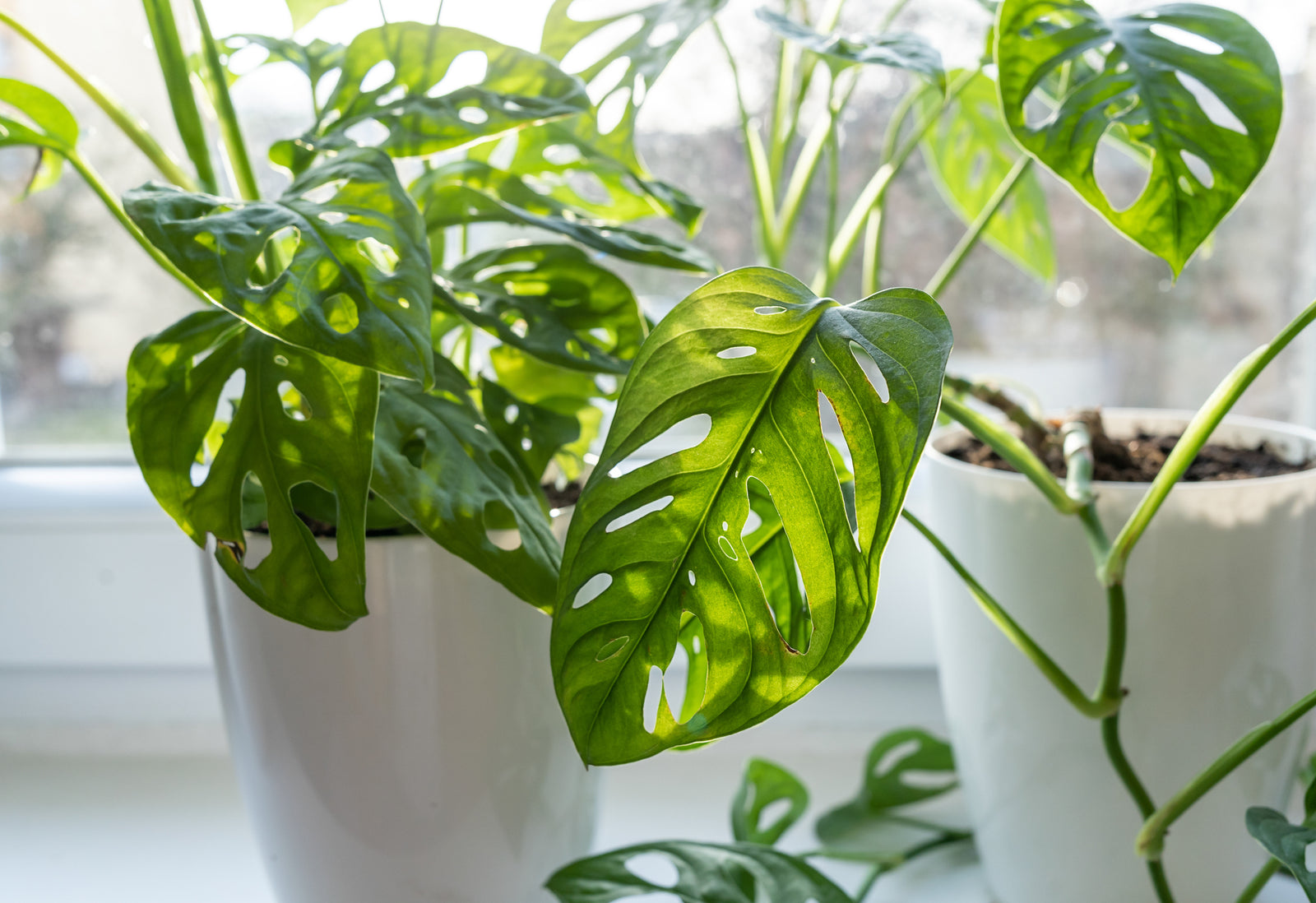 How to Care for Monstera Deliciosa: The Ultimate Guide