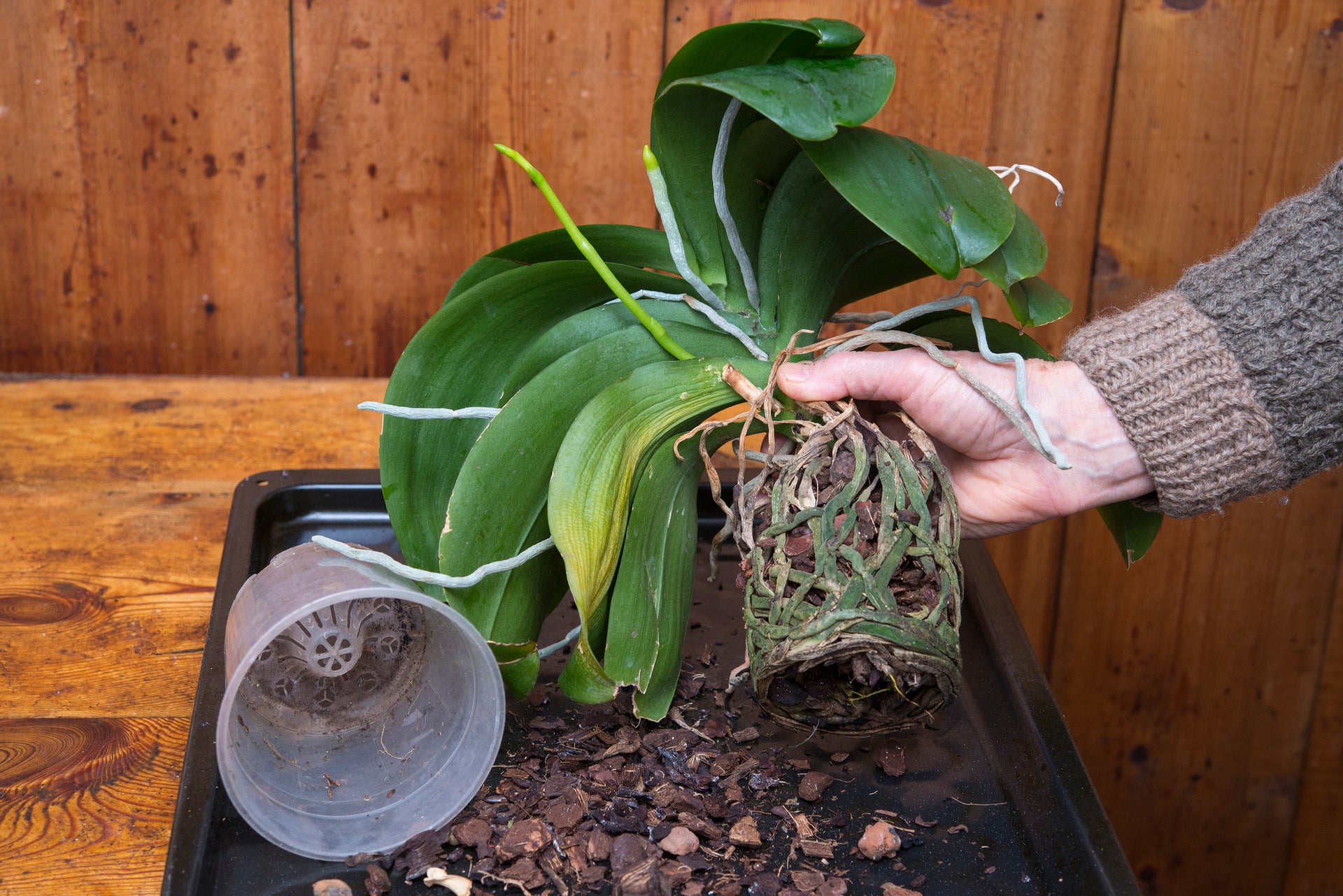 Common Orchid Problems and How to Solve Them (Root Rot, Dropping Buds)   PlantsandTrees.com
