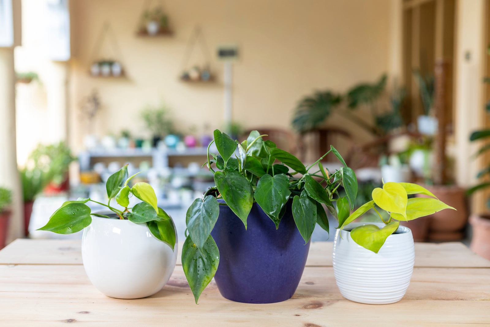 Caring for Philodendron in Low Light Conditions