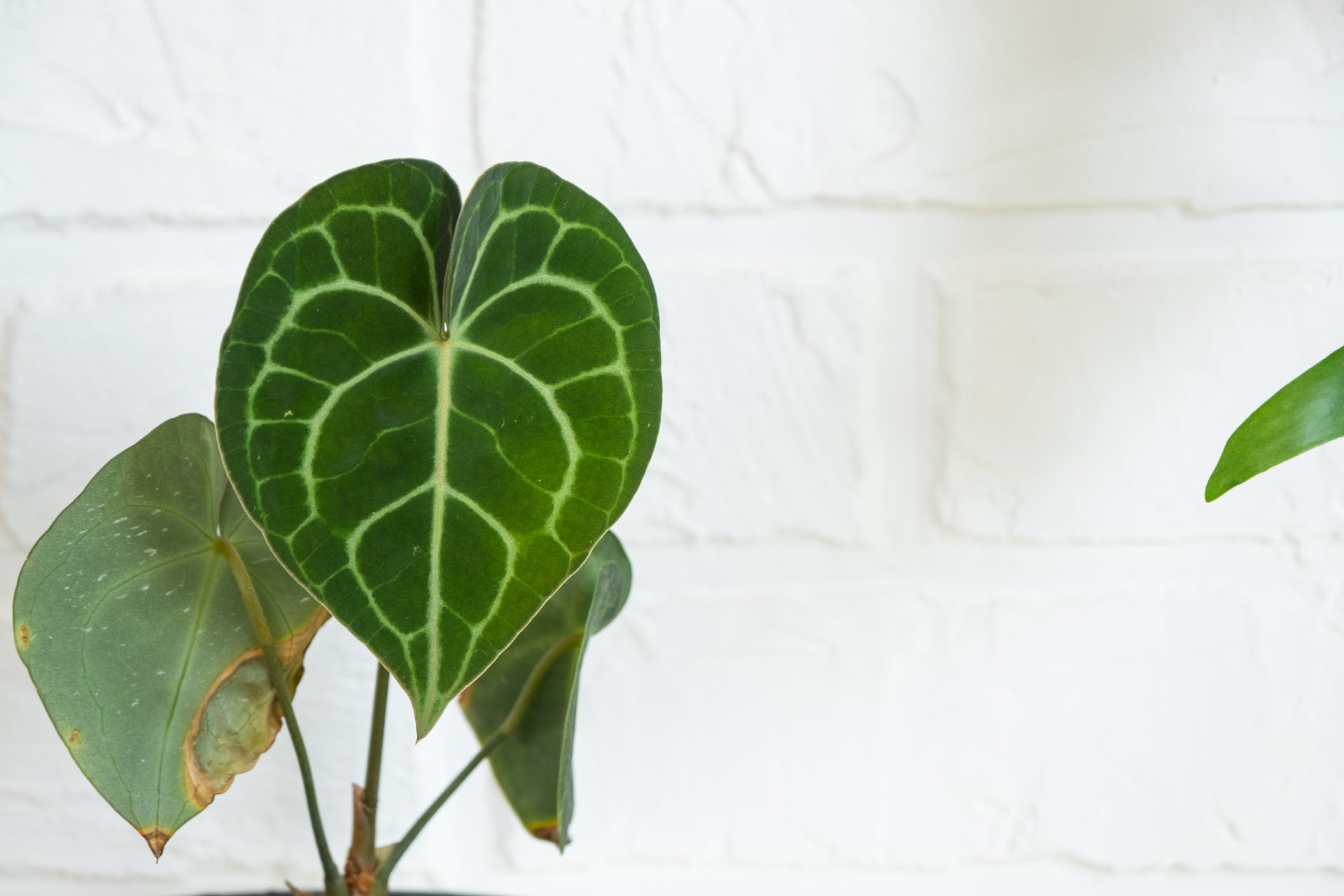 fake rubber tree plant Lifelike Rubber Ficus Bonsai Leaves Tree Plant — BT Shalom main image 1