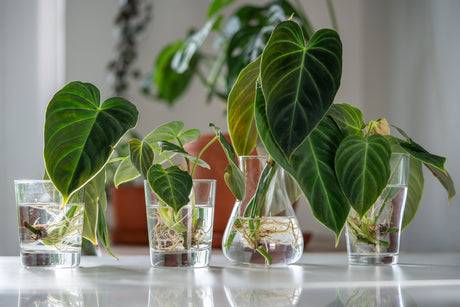 Philodendron Propagation: A Step-by-Step Guide to Growing New Plants