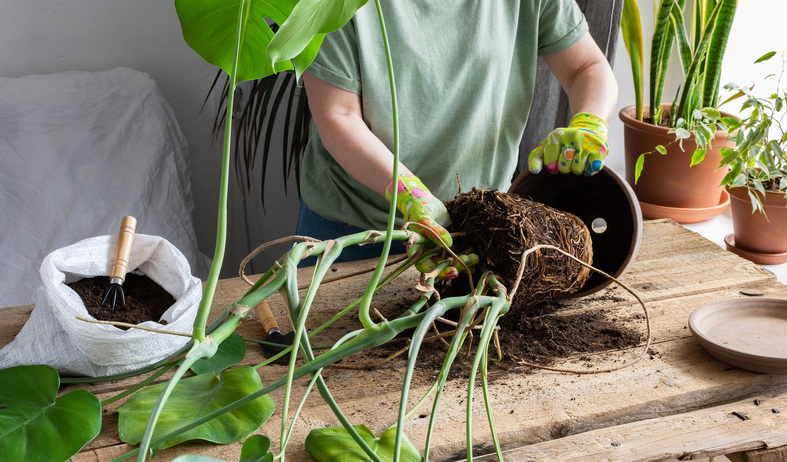 Top Signs Your Monstera Needs Repotting and How to Do It