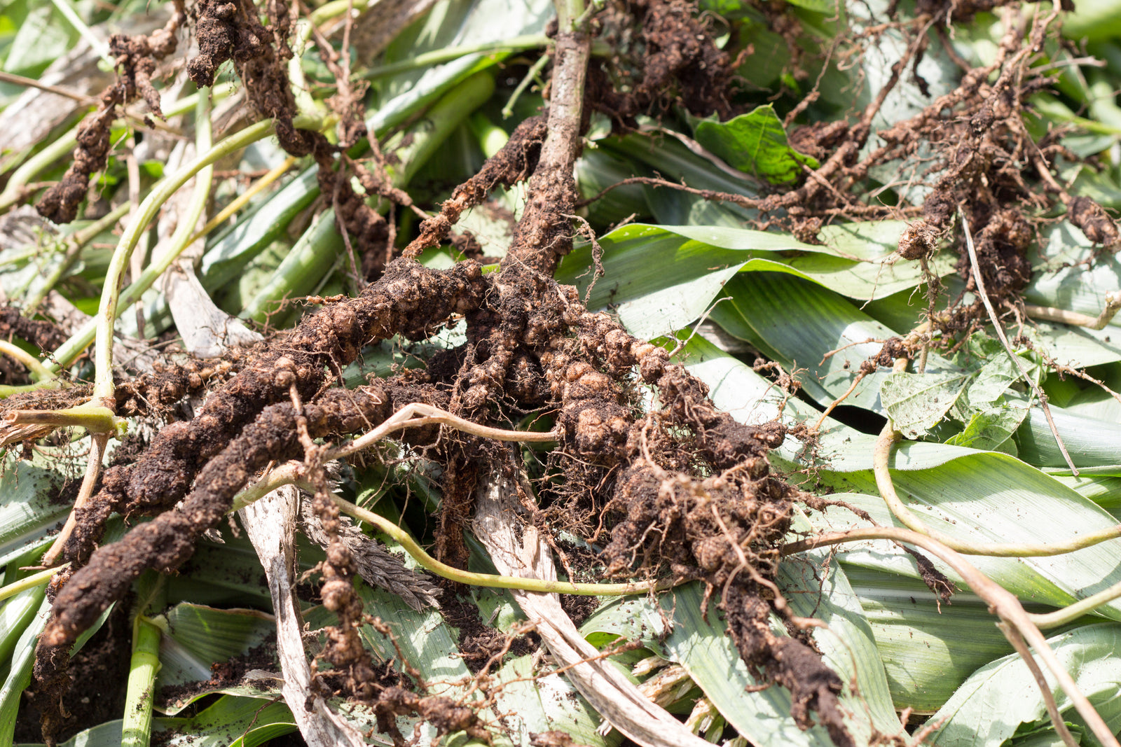 Dealing with Root Rot in Monstera: Prevention and Treatment Tips