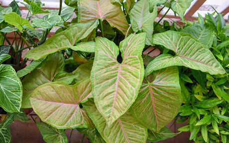 Why You Should Add a Syngonium Plant to Your Collection