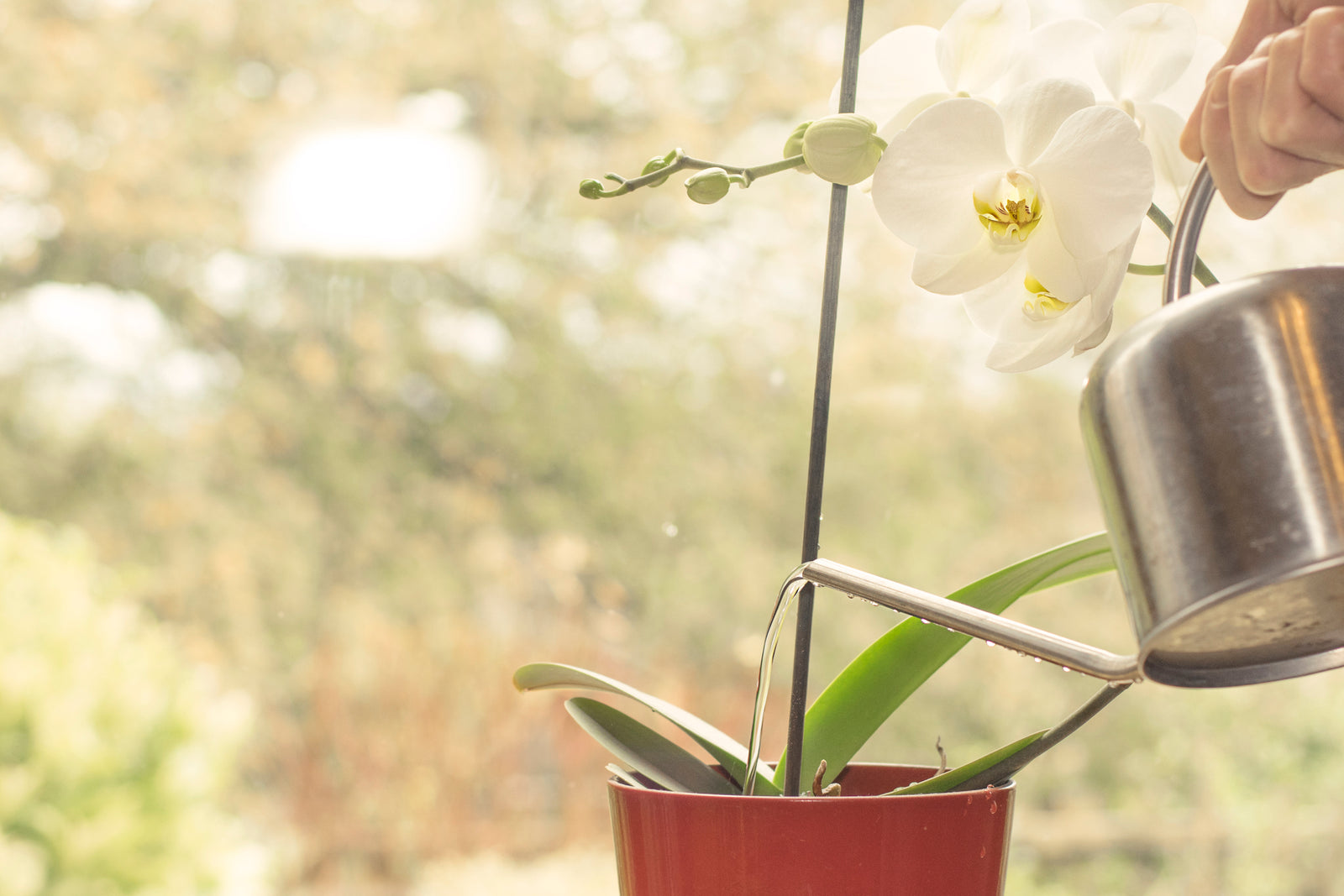 The Ideal Watering Schedule for Healthy Orchids