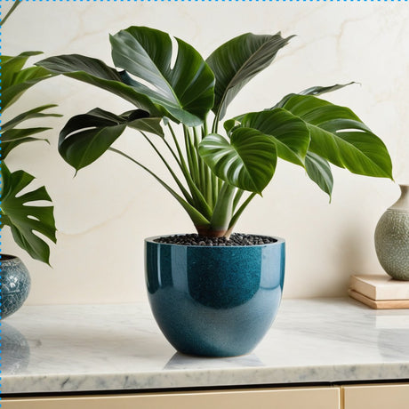 Tropical Plants - Shinrin