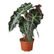 Alocasia