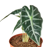 Alocasia Amazonica 'Bambino'