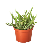 Rat Tail Cactus