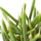 Rat Tail Cactus