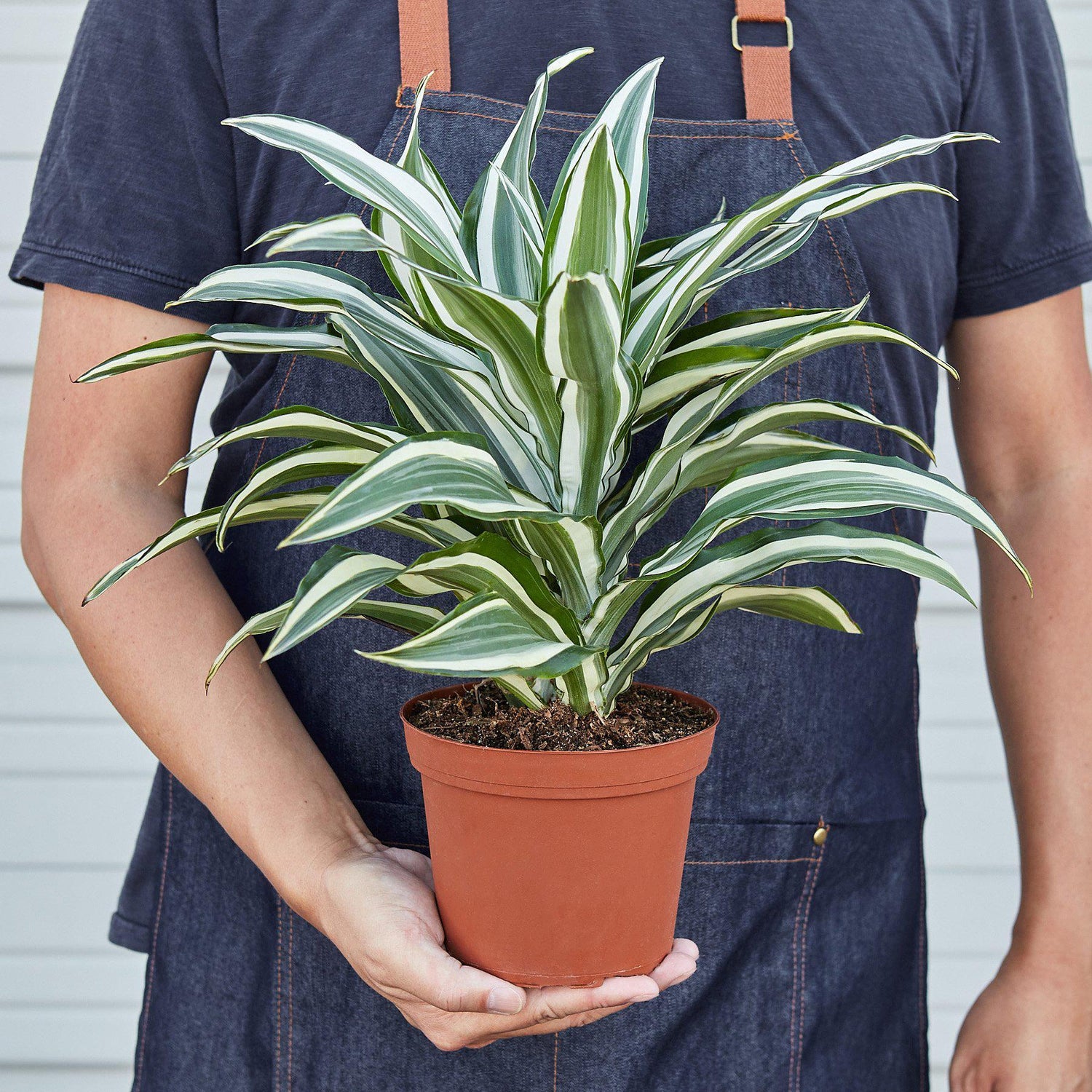 dracaena warneckii white bird Dracaena Warneckii 'White Jewel' 6" Pot