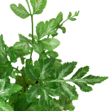Fern 'Silver Lace'