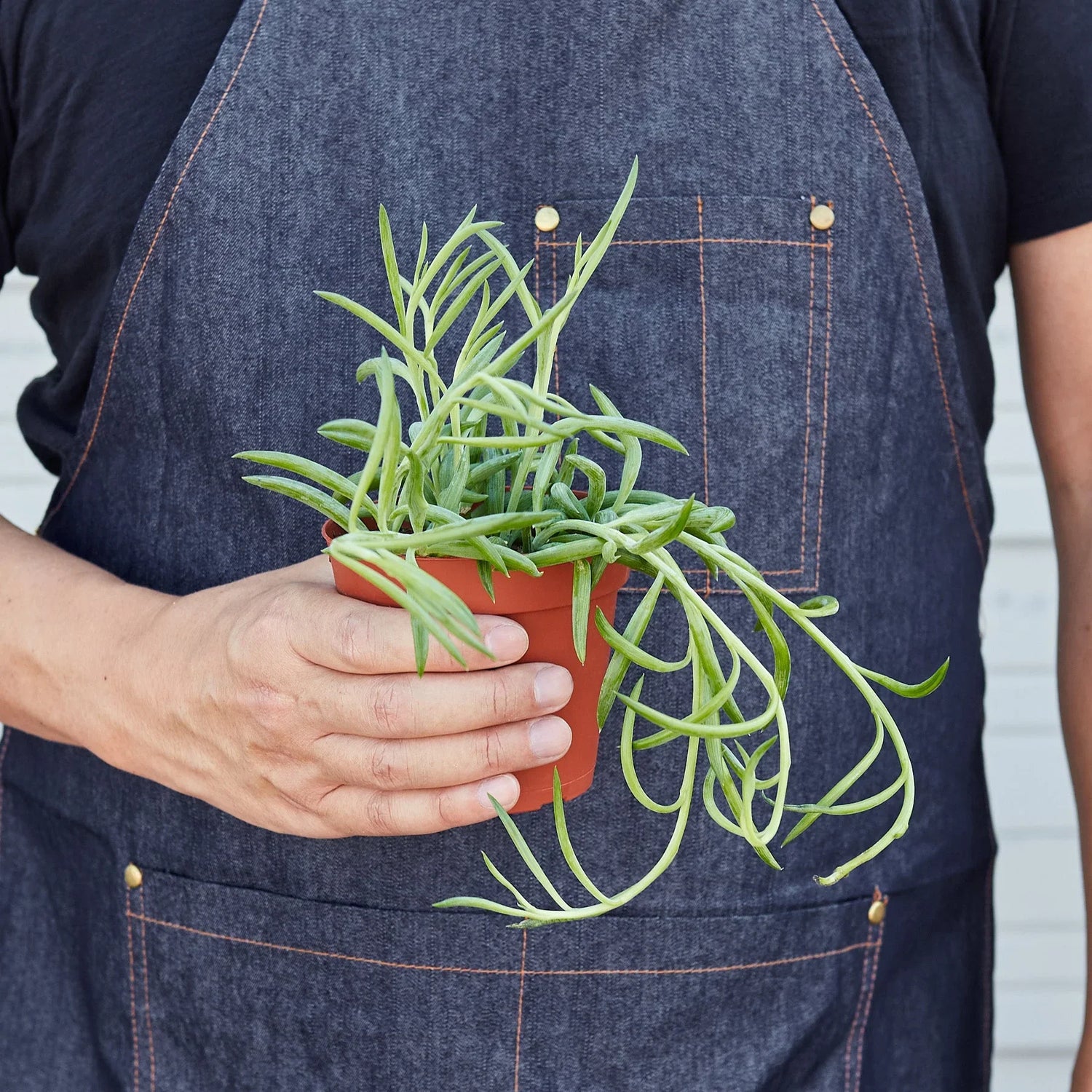 succulent fish Senecio Succulent 'Fish Hooks' – PlantsandTrees.com
