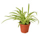 Flowering Plants