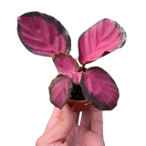Calathea 'Purple Rose'