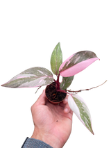 Philodendron 'Marble Pink Princess'