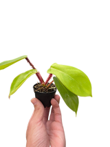 Philodendron 'Squamiferum'