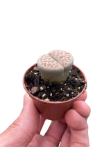 Lithop Living Stone