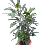 Aralia 'Green'