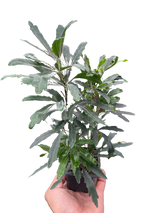 Aralia 'Green'