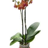 Orchid 'Orange Phalaenopsis'
