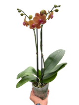 Orchid 'Orange Phalaenopsis'
