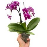Orchid 'Purple Spotted Phalaenopsis'