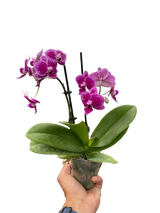 Orchid 'Purple Spotted Phalaenopsis'
