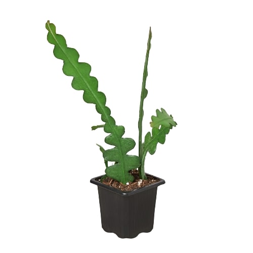 Ric Ric Tree Epiphyllum 'Ric Rac' Cactus – PlantsandTrees.com
