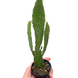 Drooping Prickly Pear Cactus