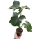 Alocasia