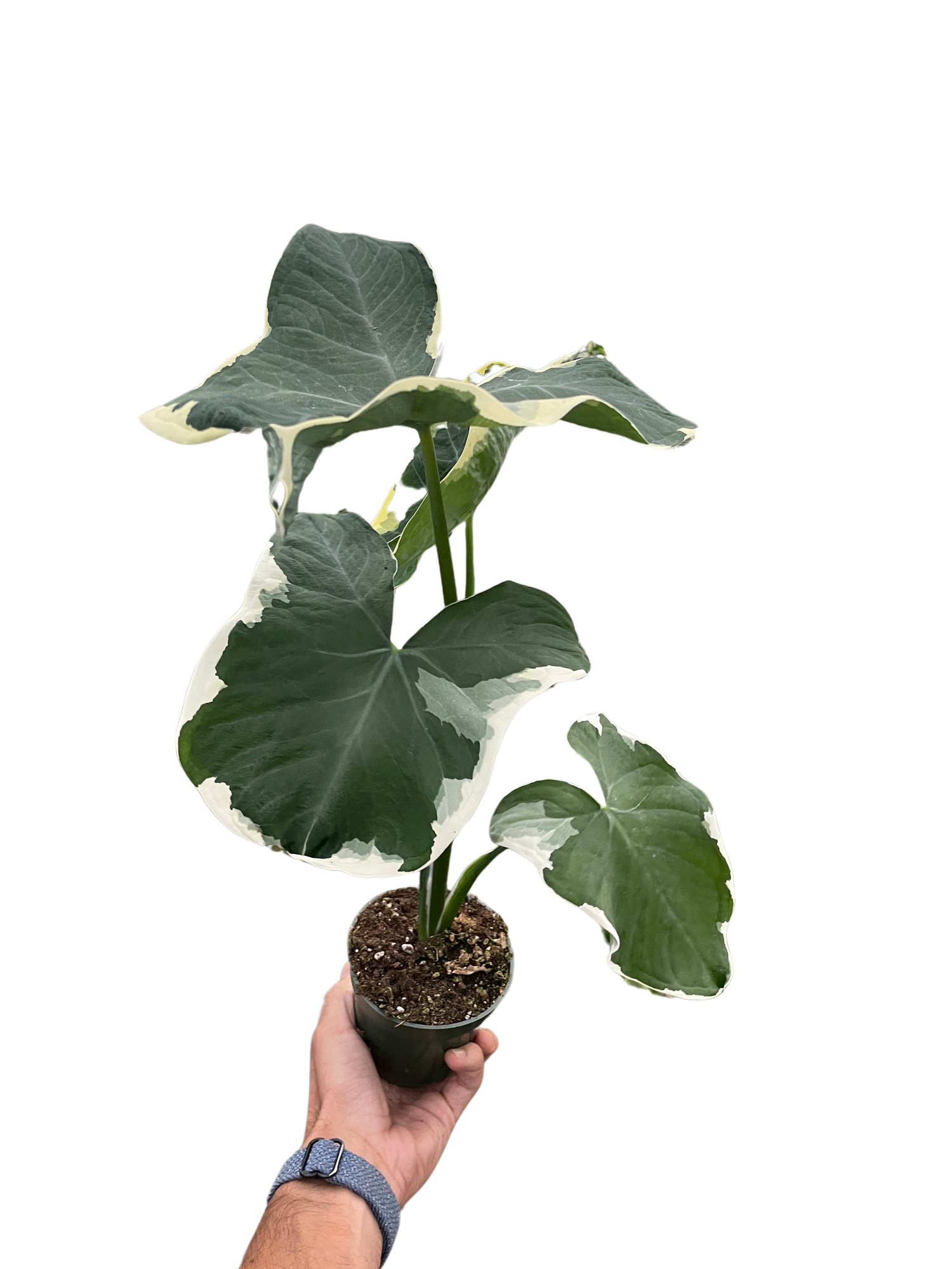 monstera mickey mouse Alocasia 'Mickey Mouse' (Xanthosoma sagittifolium 'Variegatum Monstros – PlantsandTrees.com