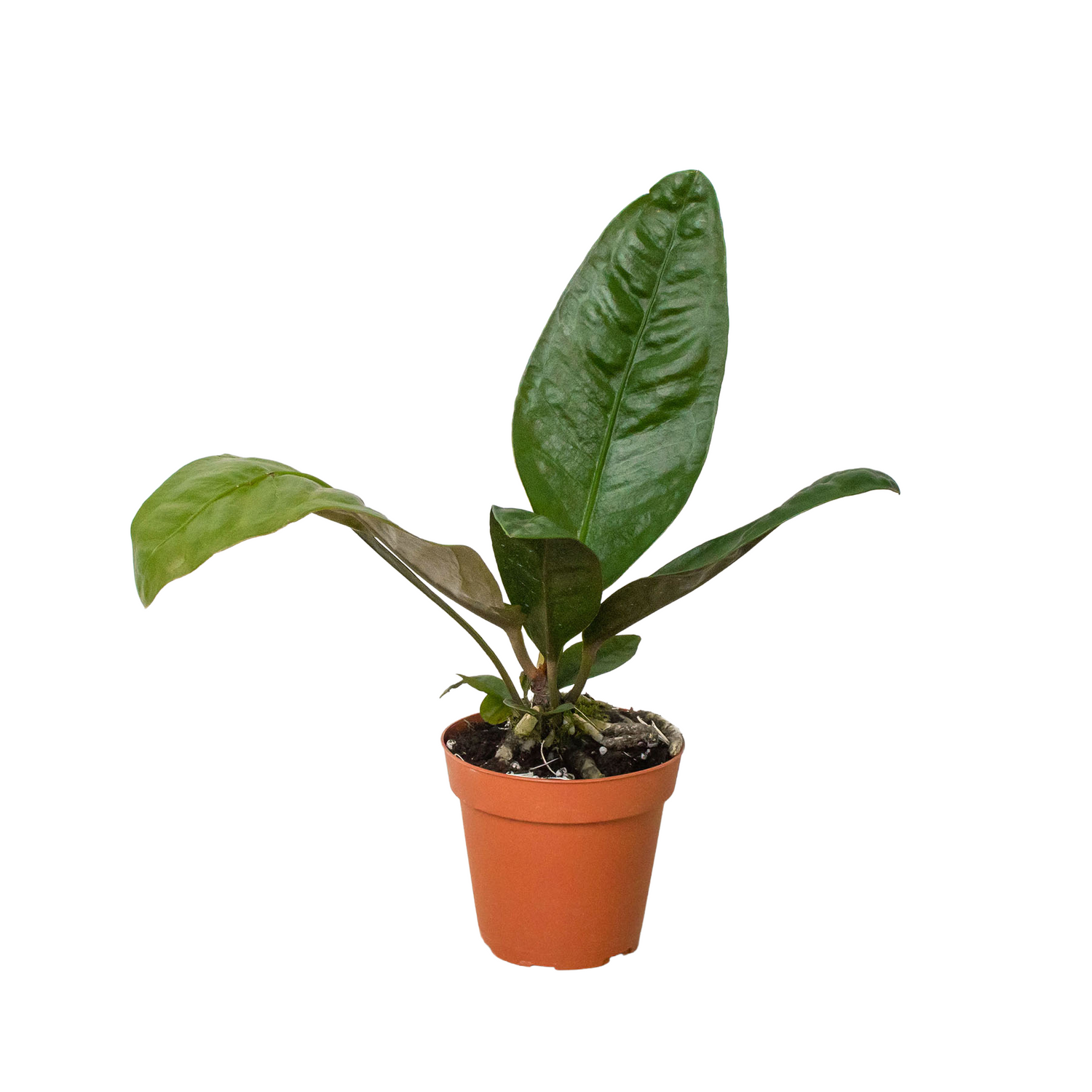 Anthurium 'Superbum' – PlantsandTrees.com
