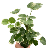 Aralia 'Balfouriana'