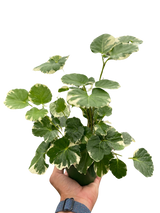Aralia 'Balfouriana'