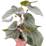 Begonia 'Frosty'