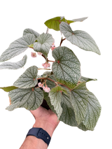 Begonia 'Frosty'