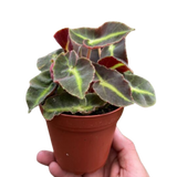 Begonia 'Striped'